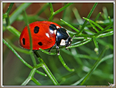 Coccinelle
